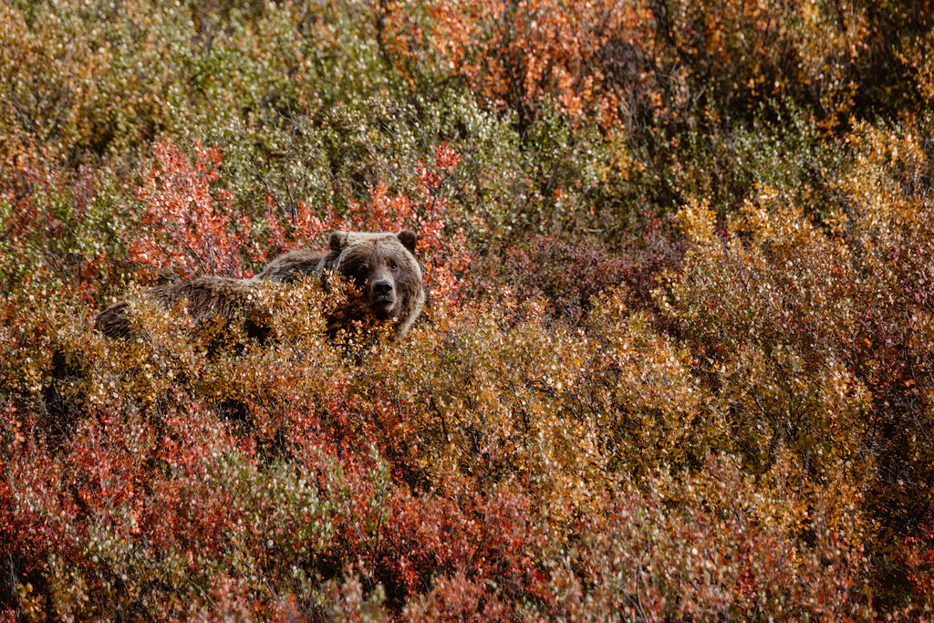 Alaska mountain landscape